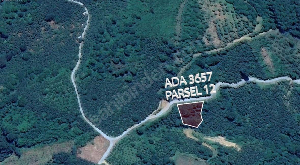 ORDU\ALTINORDU IŞIKLI MAHALLESİ SATILIK BAHÇE